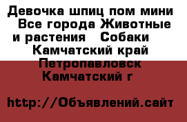 Девочка шпиц пом мини - Все города Животные и растения » Собаки   . Камчатский край,Петропавловск-Камчатский г.